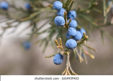 Eastern Red Cedar, Juniper Berries Closeup