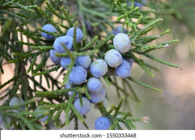 Eastern Red Cedar Tree Limb