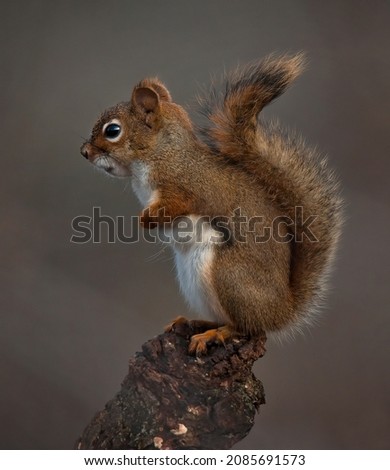 Similar – curious gray squirrel looking at camera