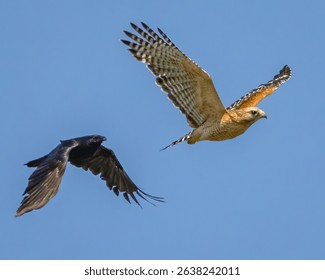 Eastern Red Tailed Hawk being chased by blackbirds
