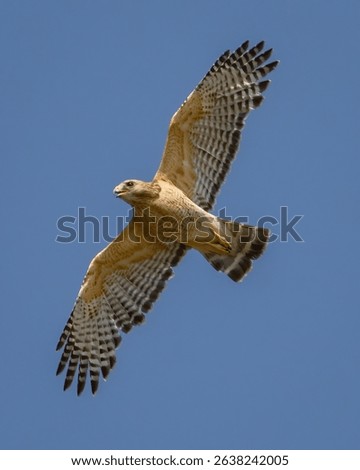 Eastern Red Tailed Hawk being chased by blackbirds