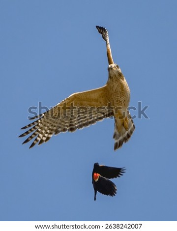 Eastern Red Tailed Hawk being chased by blackbirds