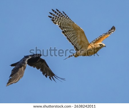 Eastern Red Tailed Hawk being chased by blackbirds