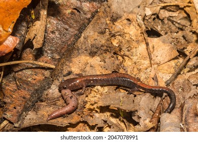 Eastern Red-backed Salamander Eating An Earthworm (Plethodon Cinereus)