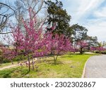 Eastern redbud blossom in the Will Rogers Gardens at Oklahoma