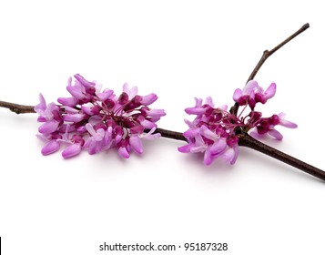 Eastern Redbud (Cercis Canadensis)