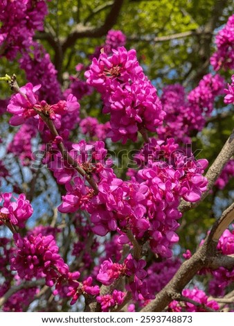 Eastern redbud in full bloom in spring 