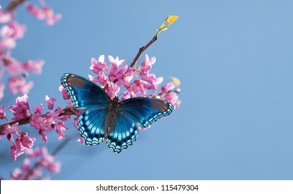 Eastern Redbud tree blooming, with a Red Spotted Purple Admiral butterfly in morning sunlight against blue sky