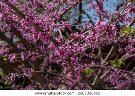 Eastern Redbud Tree Branches Covered in Pink Purple Blossoms in Spring in Texas