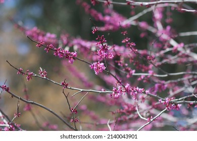 Eastern RedBud Tree With Buds