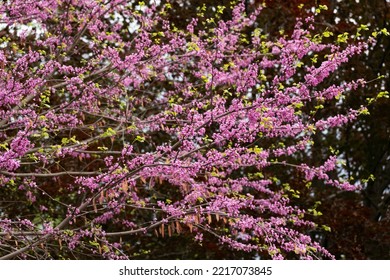 Eastern Redbud Tree Captured At Edwards Gardens.