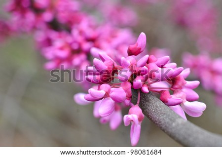 Eastern redbud tree (Cercis canadensis) blossoms in spring time