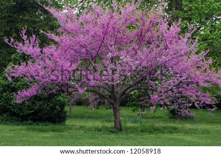 Eastern redbud tree in full bloom with sprinkling of wildflowers in the surrounding grass.