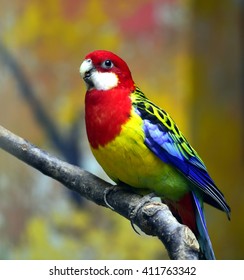 Eastern Rosella