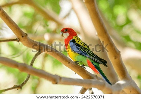 Eastern rosella (Platycercus eximius) parrot colorful small bird, animal sitting on a tree branch in a city park.