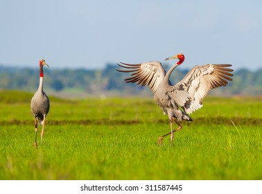  Eastern Sarus Crane (Grus Antigone) Which Were Extinct In The Wild In The 1980s In Thailand Play Together In Nature At Huay Jorrakaemak Reservoir Non-Hunting Area,Burirum,Thailand