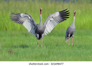 Sarus crane Images, Stock Photos & Vectors | Shutterstock