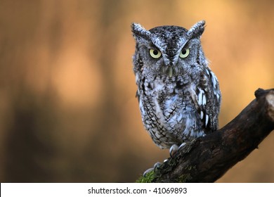 Eastern Screech Owl