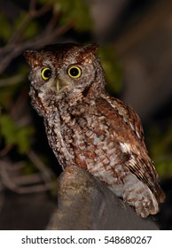 Eastern Screech Owl