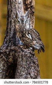 Eastern Screech Owl