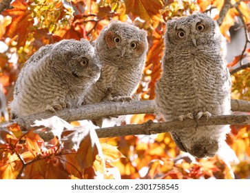Eastern screech owl babies perched on a tree branch, Quebec, Canada - Powered by Shutterstock