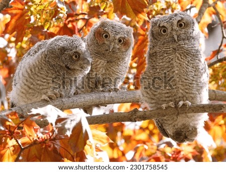 Eastern screech owl babies perched on a tree branch, Quebec, Canada