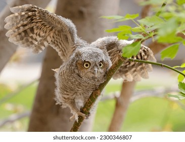 Eastern screech owl baby learning to fly, Quebec, Canada - Powered by Shutterstock