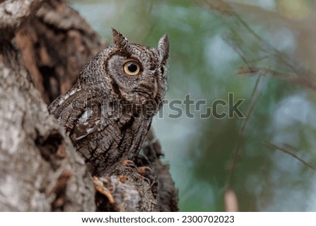 An Eastern Screech Owl in Florida 