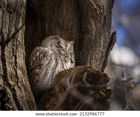 Eastern screech owl (Megascops asio) grey morph roosting in tree cavity during morning daylight Colorado, USA