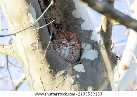 Eastern screech owl (Megascops asio) in red phase plumage roosts in a tree cavity in Pennypack Park, Philadelphia, Pennsylvania, USA