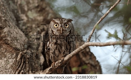 The eastern screech owl (Megascops asio) or eastern screech-owl