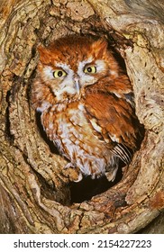 Eastern Screech Owl (Otus Asio) Red Morph Phase. Screech Owls Have Both Red And Gray Morphs.