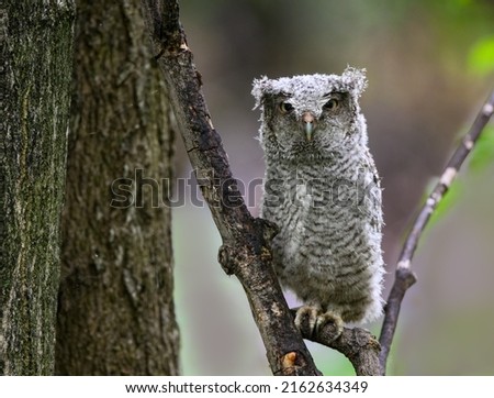 Eastern Screech Owl owlet fledgling sitting on a stick on rainy morning in spring on green background