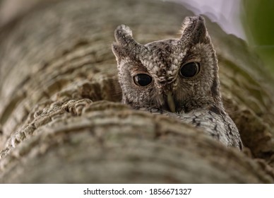 Eastern Screech Owl in a Palm Tree in Florida 