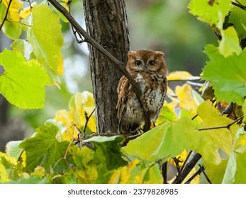 Eastern Screech Owl  red morph portrait in fall against yellow foliage - Powered by Shutterstock