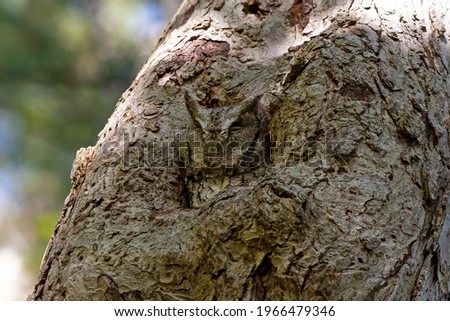 Eastern screech owl resting in a safe spot in a tree - camouflaged right into the bark!