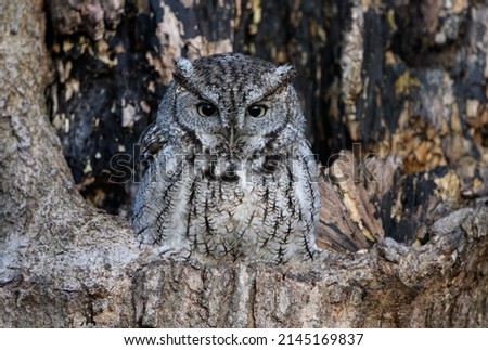 Eastern Screech Owl  Sitting in a Tree Hole in Early Spring, Portrait