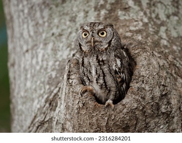 Eastern screech owl in Southern Florida  - Powered by Shutterstock