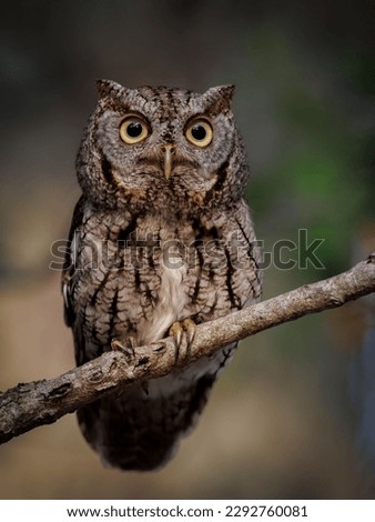 An eastern screech owl in a tree 