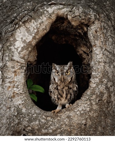 An eastern screech owl in a tree 