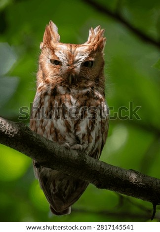 Eastern screech owl in a tree