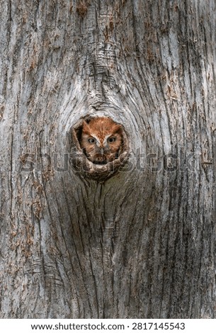 Eastern screech owl in a tree