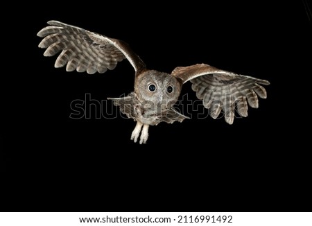 Eastern Screech-owl, Megascops asio, Central Pennsylvania