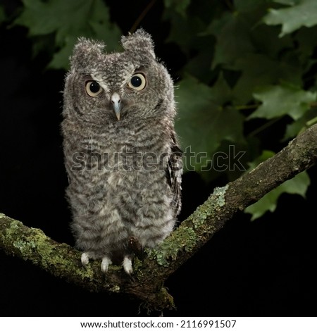 Eastern Screech-owl, Megascops asio, Central Pennsylvania