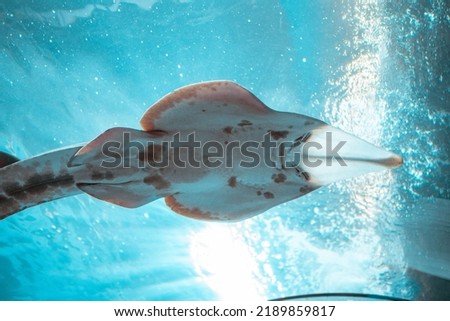 An eastern shovelnose ray (Aptychotrema rostrata) under the water