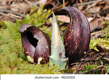 Eastern Skunk Cabbage