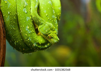 Eastern Smooth Green Snake On A Tree