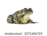 Eastern spadefoot or Syrian spadefoot (Pelobates syriacus), toad posing on white background. This amphibian occurs on the island of Lesbos, Greece. Wildlife scene of nature in Europe.