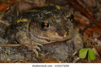 Eastern Spadefoot Toad