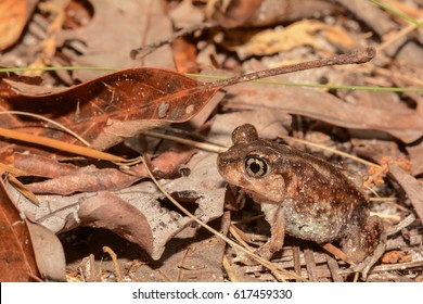 Eastern Spadefoot Toad